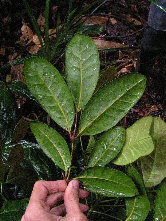 Infuze na bázi listů catuaba zvýší potenci před sexem