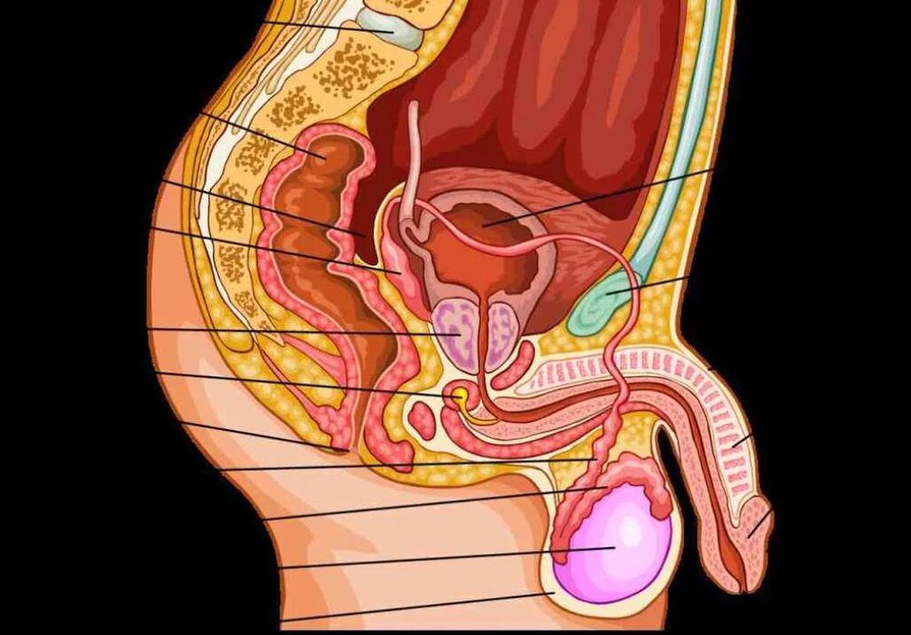 anatomie mužského penisu