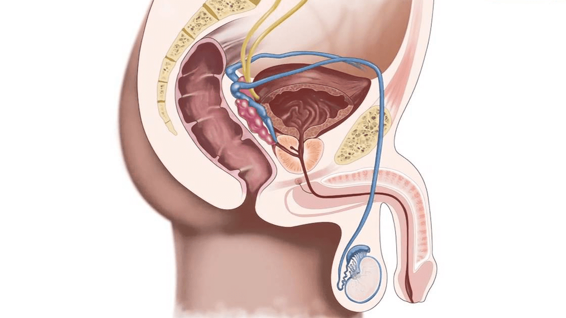 struktura penisu